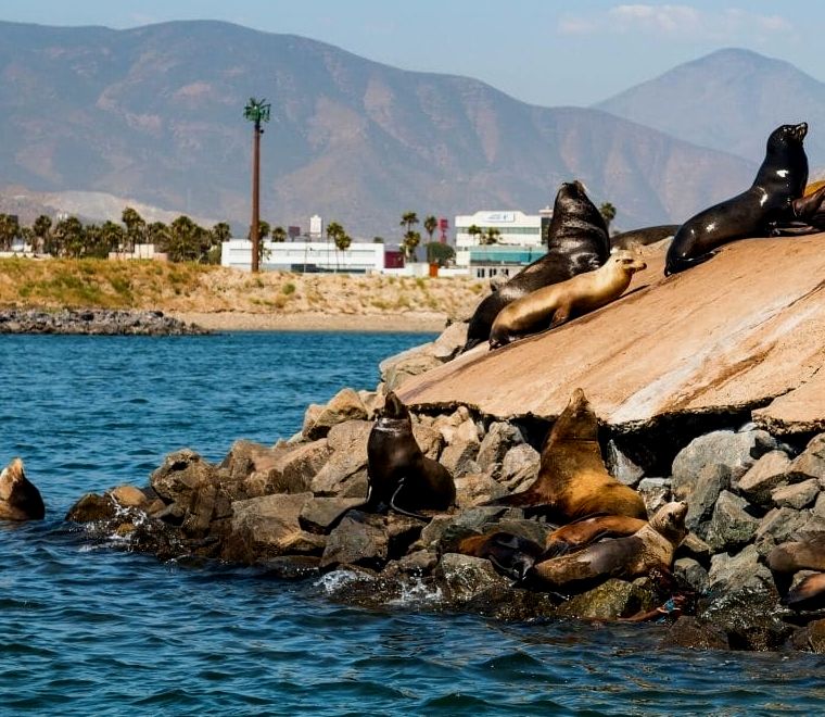 focas em algumas rochas fora da água em Ensenada, uma das melhores cidades litorâneas mexicanas