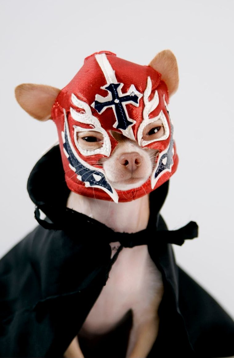 cachorro usando máscara de lucha libre