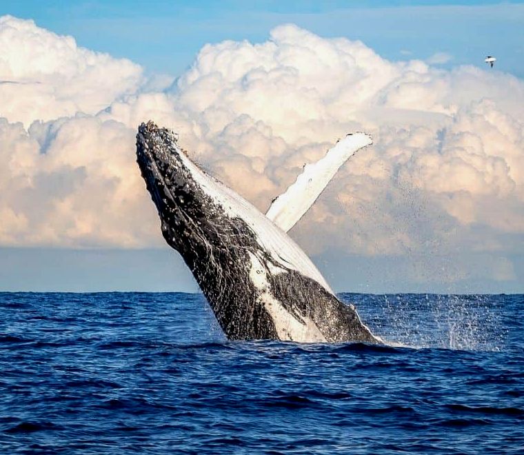 baleia jubarte atacando no México