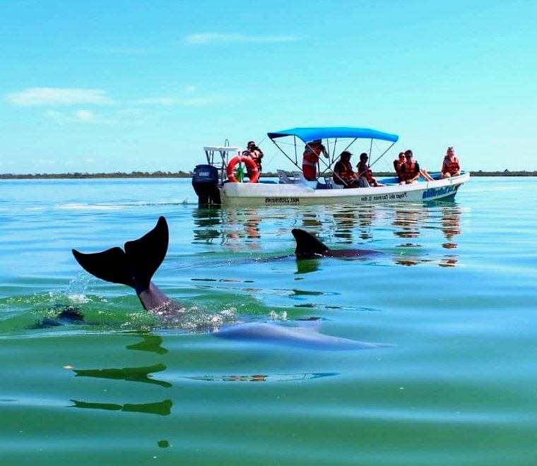 Sian Kaan Tulum Tour vê golfinhos na água |  lugares únicos para visitar no México