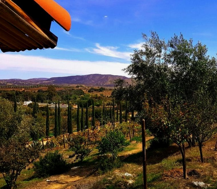 uma paisagem de vinhedos na região vinícola de Valle de Guadalupe, localizada na Baja California Norte, México