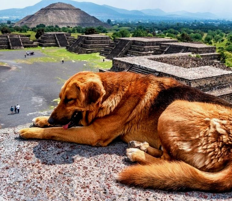 cachorro em uma pirâmide na Teotihuacan Tours