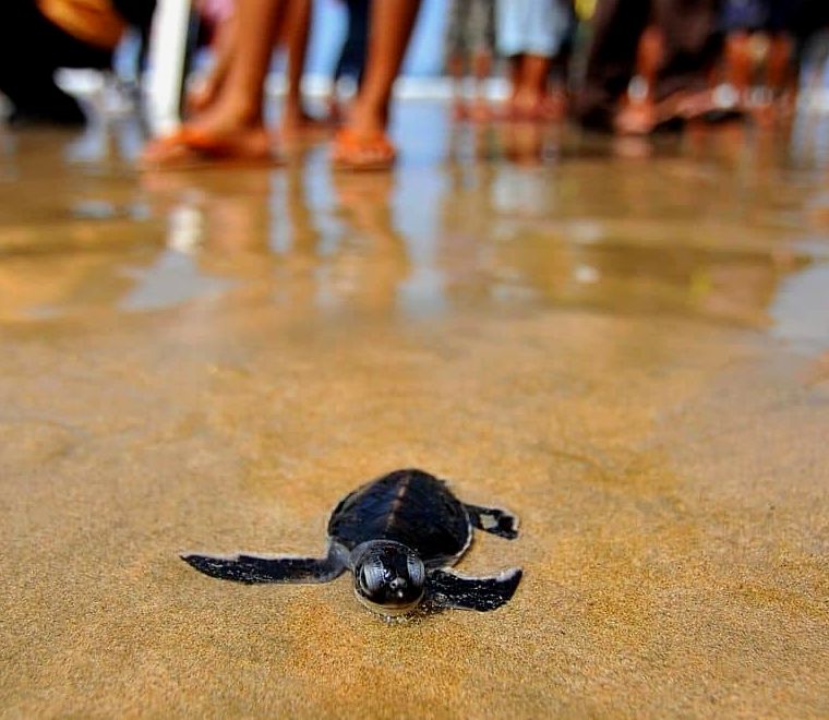 filhote de tartaruga sendo solto na praia