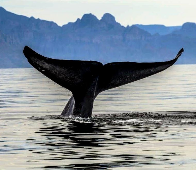 cauda de baleia azul saindo da água e montanhas ao fundo em Loreto, uma das cidades mais seguras do México
