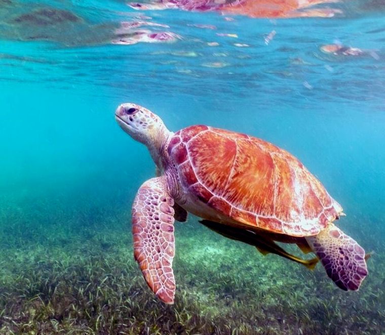 quintana roo travel: nadar com tartarugas em akumal, méxico, na baía de akumal