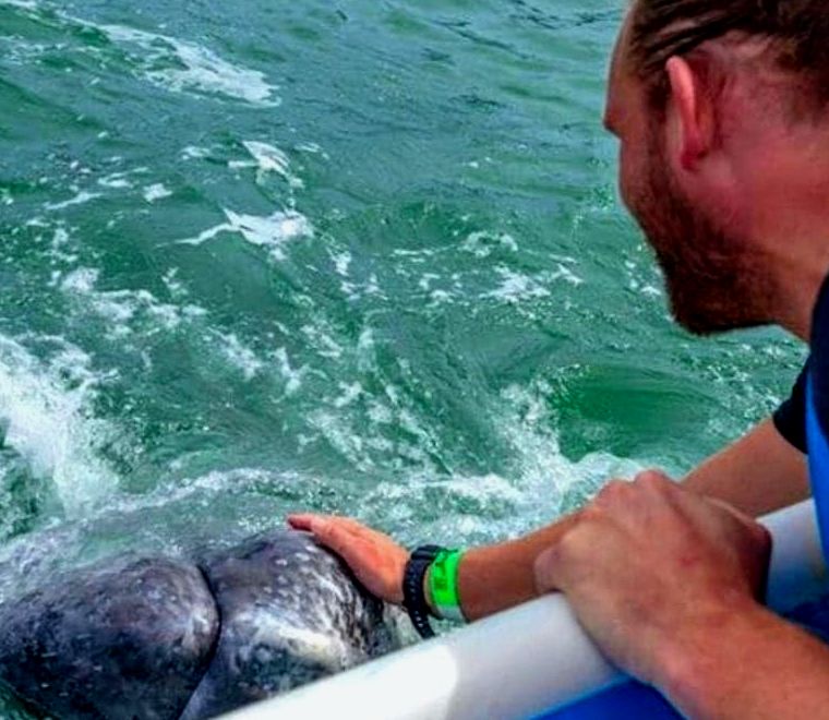 Baixa Califórnia, México: homem acariciando as baleias cinzentas na Baía Magdalena