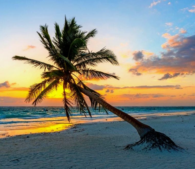 playa paraiso beach tulum palmeira inclinada |  melhores praias do México
