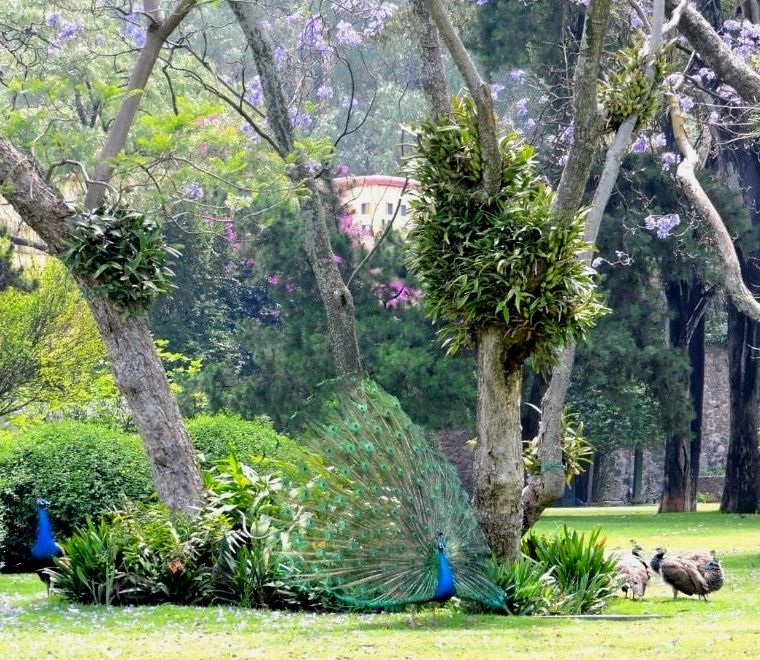 pavões em um jardim no Museu Dolores Olmedo na Cidade do México