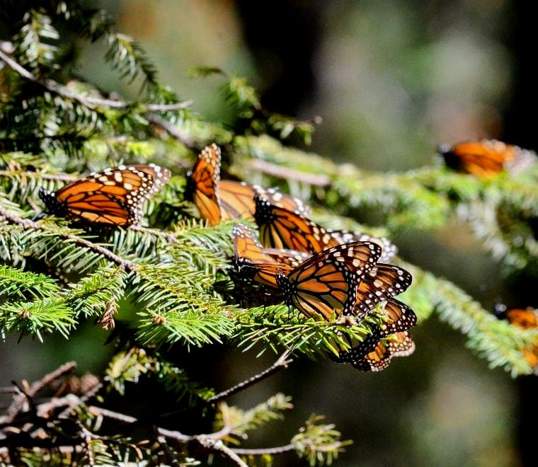 borboletas monarca em pequenos galhos de árvores