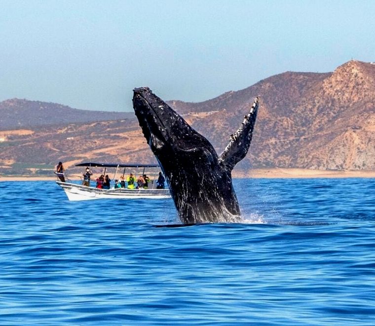 baleia jubarte saltando da água | observação de baleias em cabo san lucas méxico