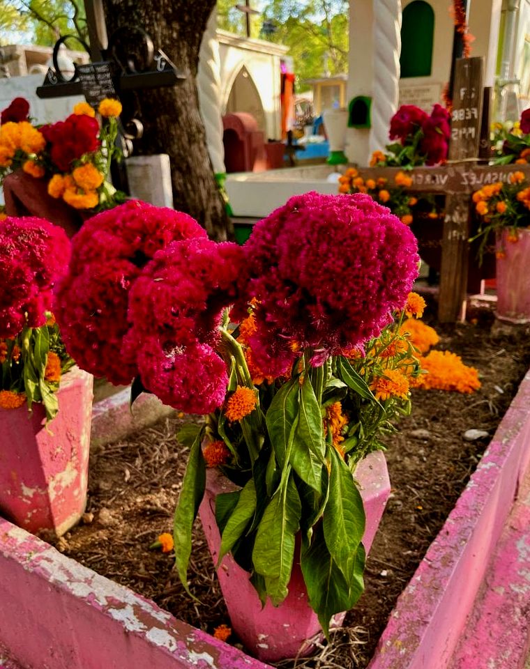 flores cor de rosa em um cemitério no México para o dia de muertos