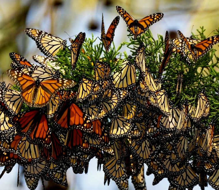borboletas monarca reunindo-se em um galho de árvore
