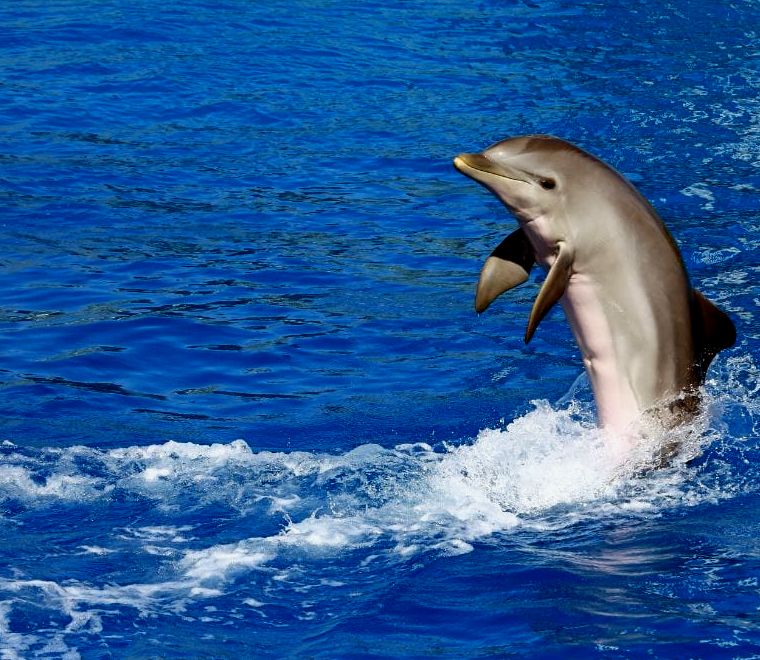 golfinho saltando da água - passeios de mergulho com snorkel em Puerto Vallarta