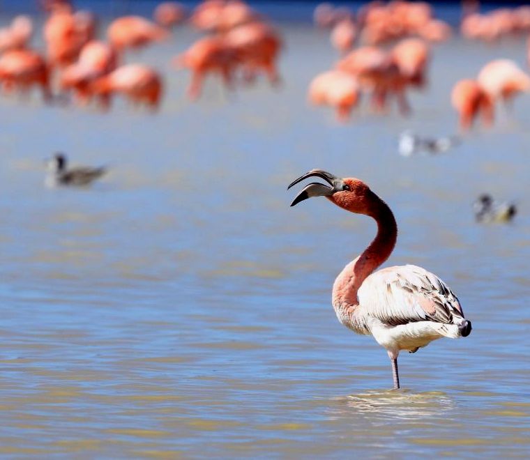 flamingo na lagoa de Cancún