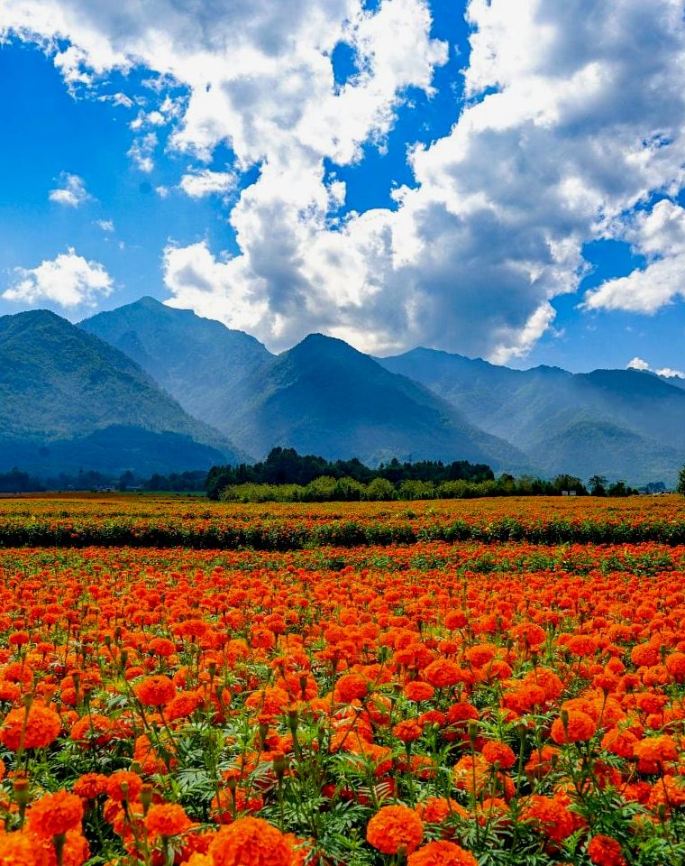 campo de flores de calêndula em Oaxaca México
