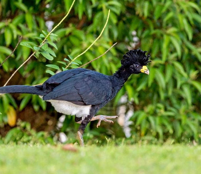 grande mutum, cristas encaracoladas, bico amarelo, penas pretas no resto do corpo - uma das espécies que você verá durante os passeios de observação de pássaros no México