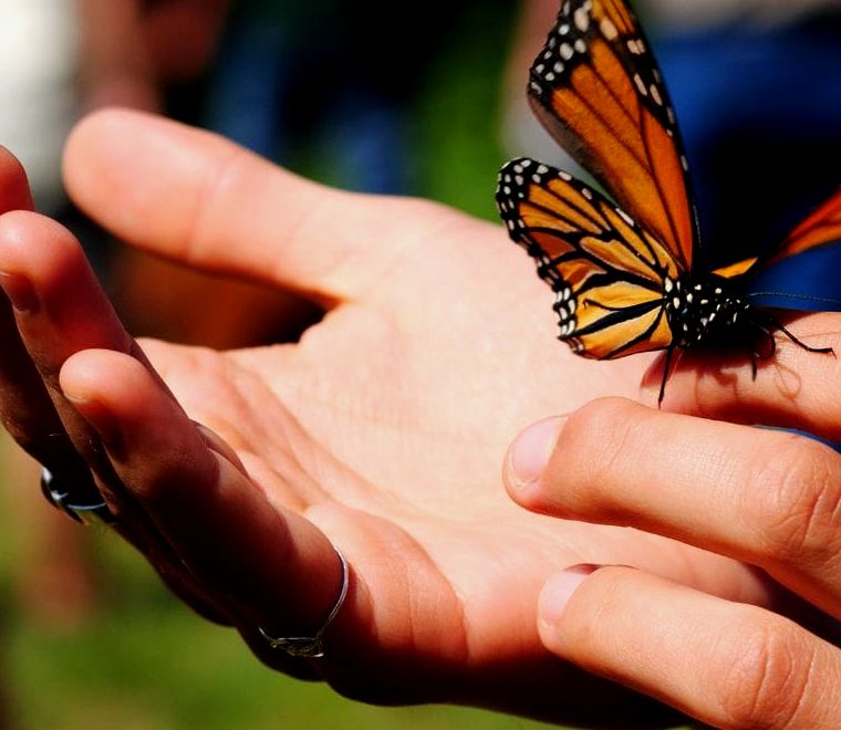 borboleta monarca descansando em uma mão durante passeios de borboleta monarca no México