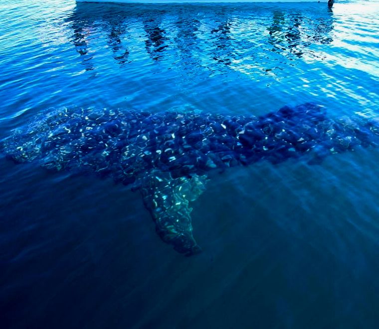 tubarões-baleia isla mujeres