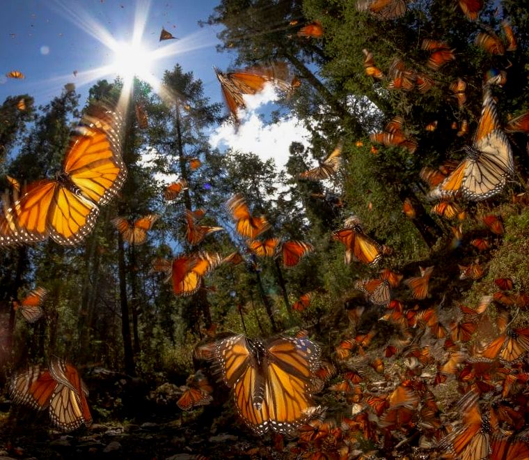borboletas monarca em valle de bravo méxico