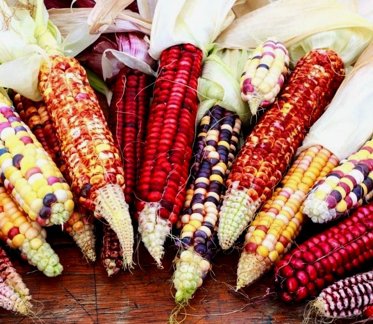 diversas variedades de milho em cores variadas |  curiosidades sobre o México