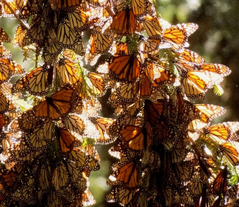 borboletas monarcas voando por todos os galhos das árvores