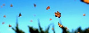 borboleta monarca voadora