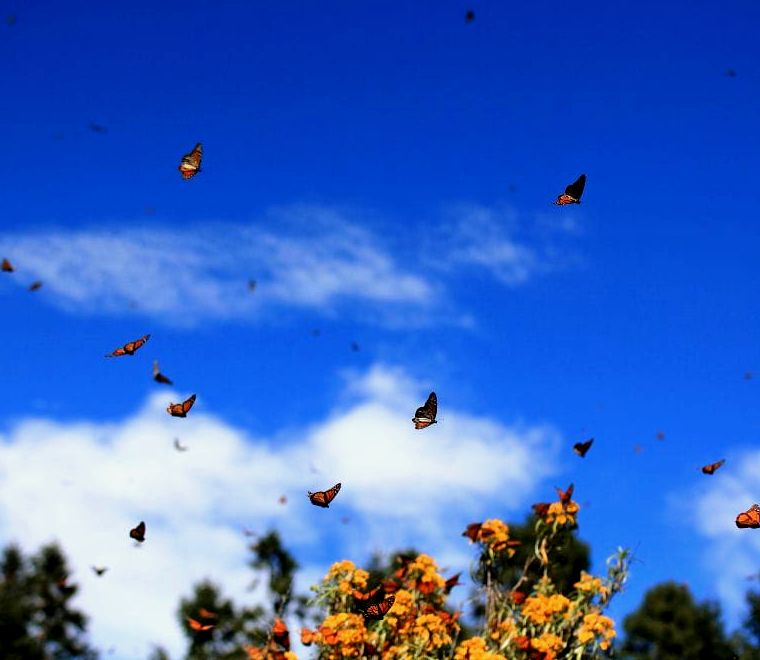 borboletas monarca voando sobre flores