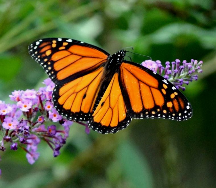 borboletas monarca voando por aí