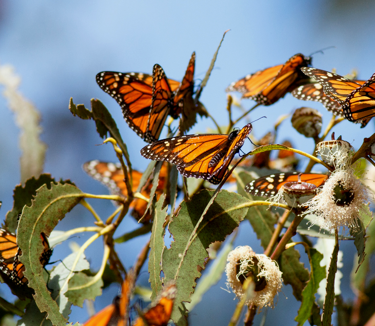 borboleta-monarca reunindo-se nas folhas durante passeios de borboleta-monarca no México