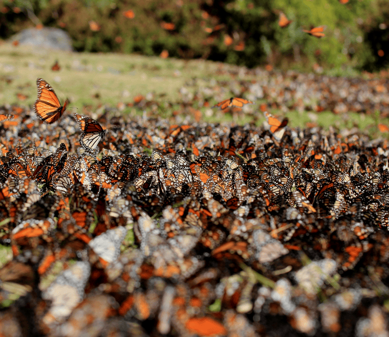 borboleta-monarca reunindo-se no chão durante passeios de borboleta-monarca no México