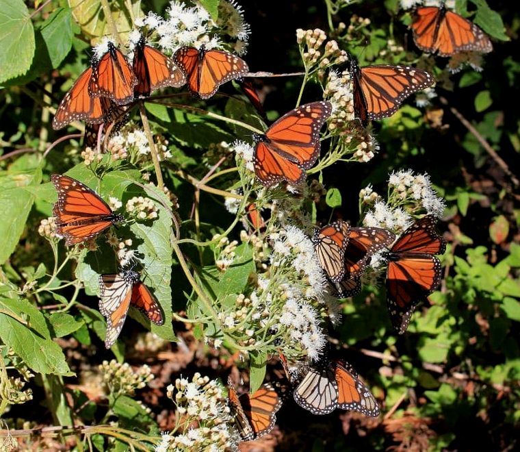 borboletas monarca bebendo néctar