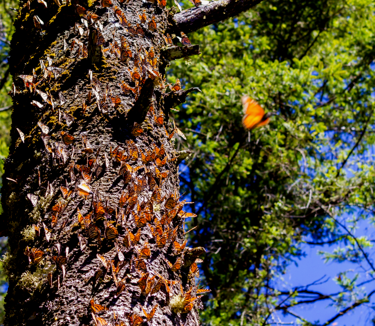 borboleta monarca reunindo-se no tronco da árvore durante passeios de borboleta monarca no México
