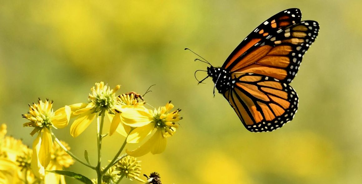 monarch-butterfly-tours-in-Mexico-featured-image