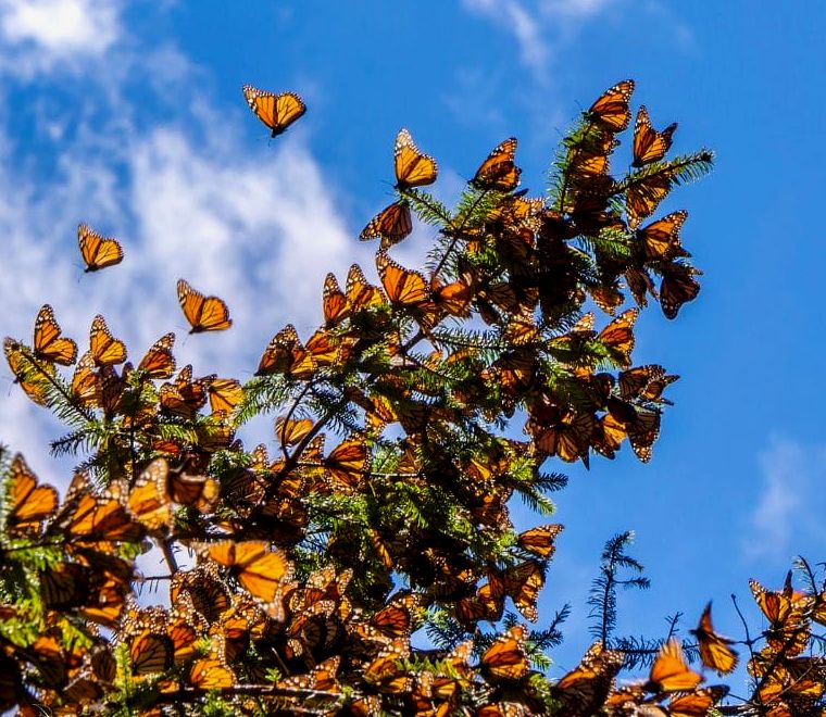 borboletas monarca em cima de galhos de árvores