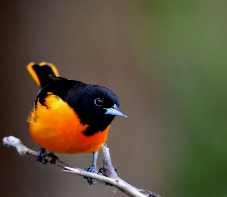 papa-figo laranja em um pequeno galho de árvore, penas laranja na barriga e na área da cauda - passeios de observação de pássaros no México