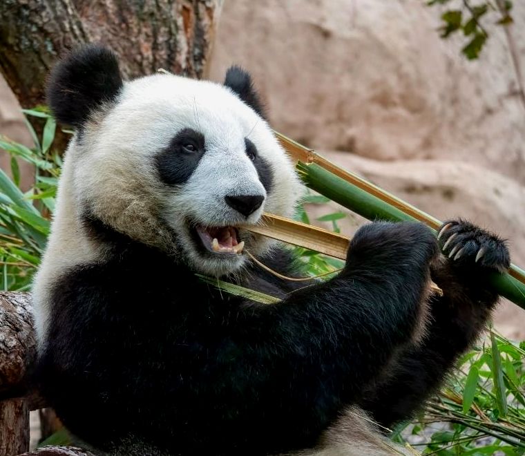 urso panda comendo bambu no zoológico de Chapultepec, cidade do México