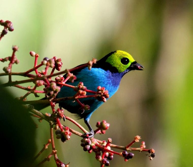 tanager do paraíso em um galho de árvore, com penas azul-celeste na parte inferior e cabeça verde-amarelada