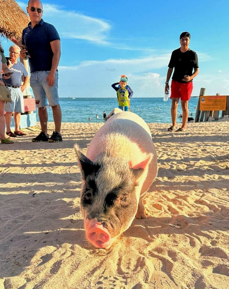 porco na praia em Pig Beach México