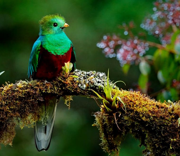 pássaro quetzal com pena verde e barriga vermelha