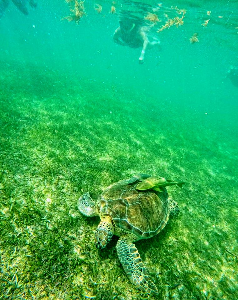 mergulho com tartarugas em akumal méxico