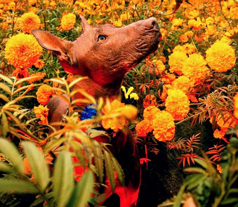 xolo cachorro mexicano sem pelos em um campo de flores de calêndula